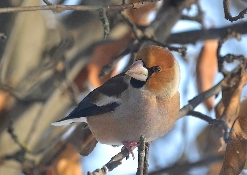 Дубонос обыкновенный (coccothraustes coccothraustes)