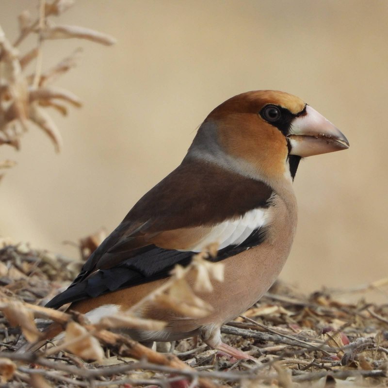 Дубонос coccothraustes coccothraustes