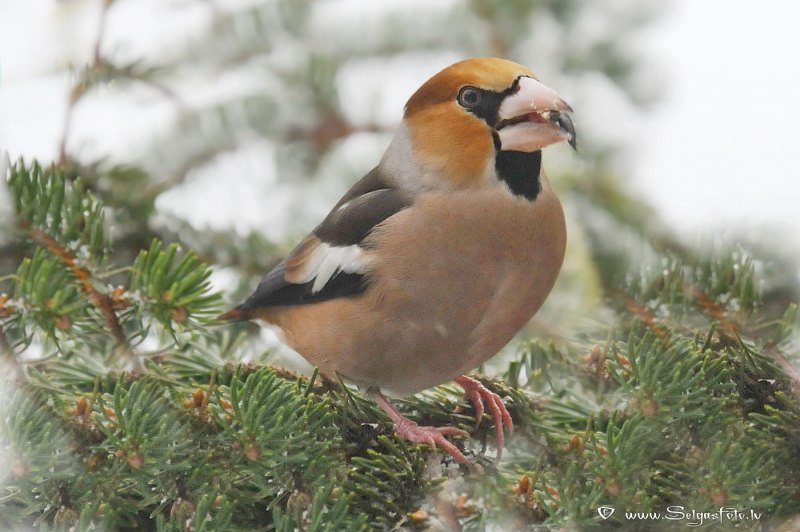 Дубонос обыкновенный (coccothraustes coccothraustes)