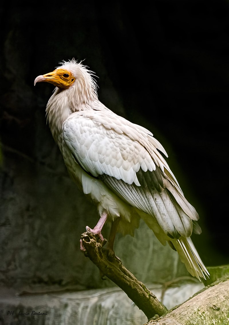 Обыкновенный Стервятник Neophron percnopterus