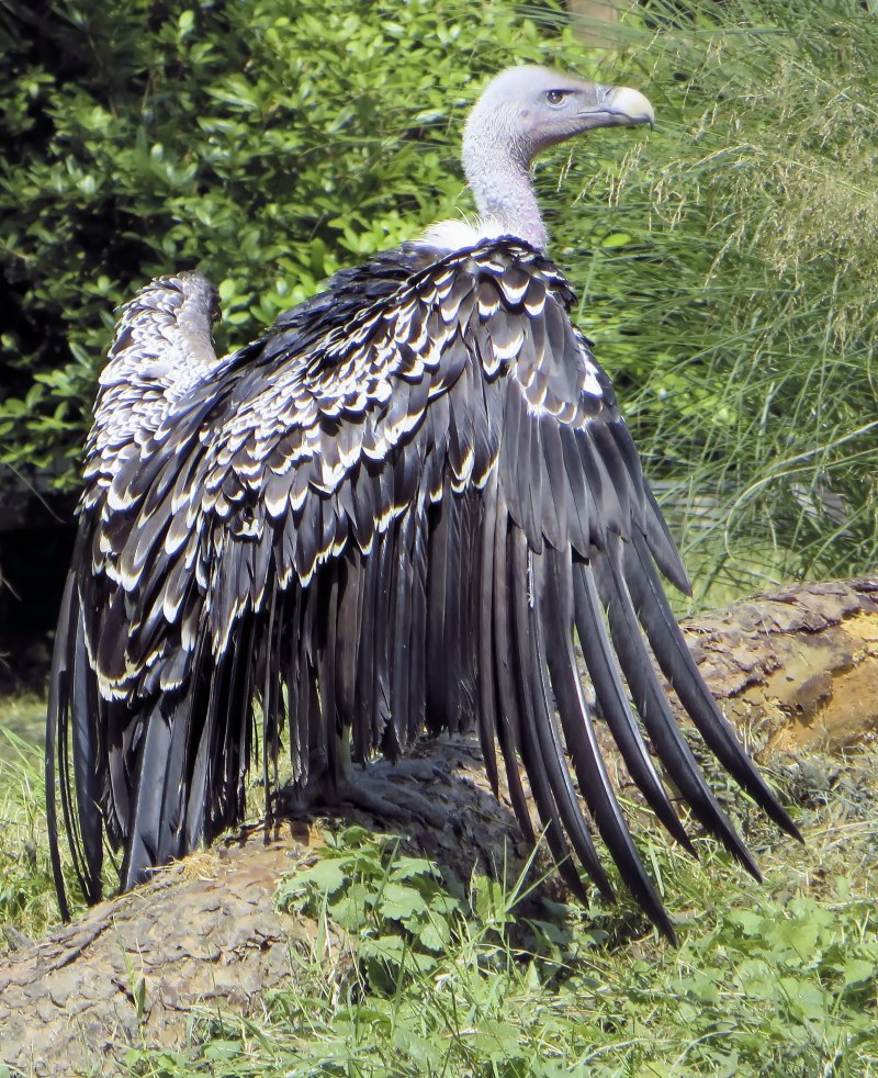 Gyps fulvus белоголовый СИП