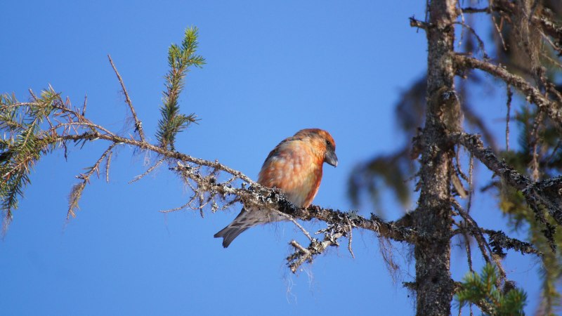 Pine Grosbeak птица