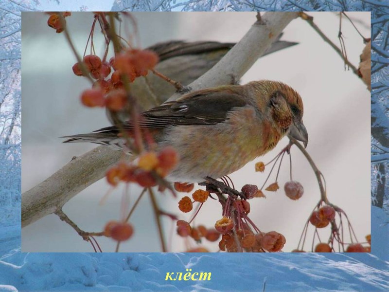 Зимующие птицы Кузбасса