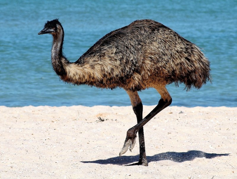 Австралийский страус (41 фото)