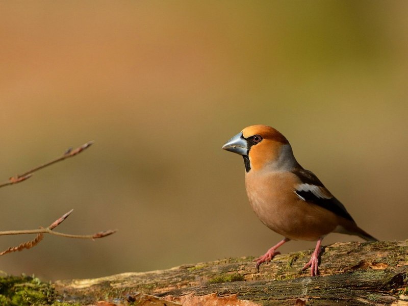 Дубонос coccothraustes coccothraustes