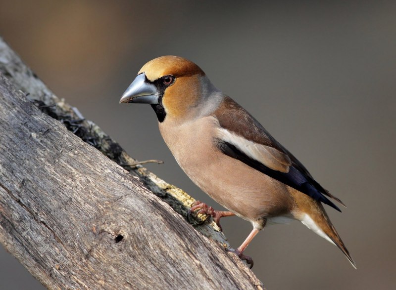 Дубонос coccothraustes coccothraustes