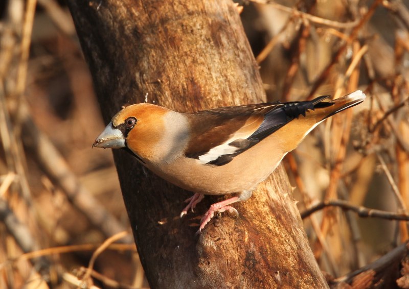 Дубонос обыкновенный – coccothraustes coccothraustes (l., 1758)