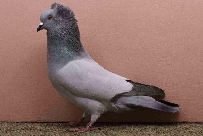 Австралийский хохлатик