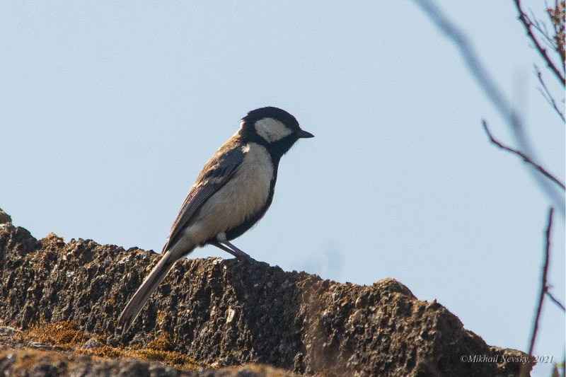 Синица серая (Parus cinereus)