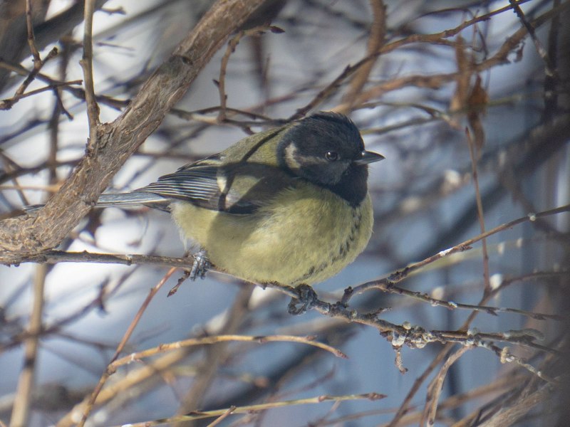 Большая синица Parus Major