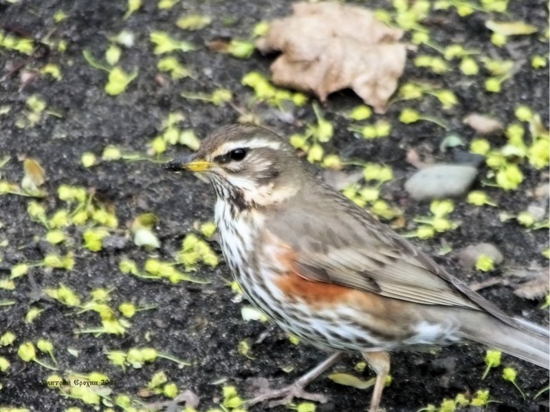 Turdus iliacus