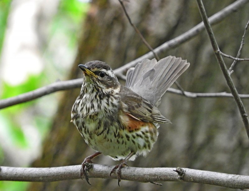 Turdus iliacus