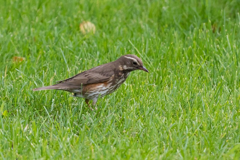Дрозд-белобровик turdus iliacus