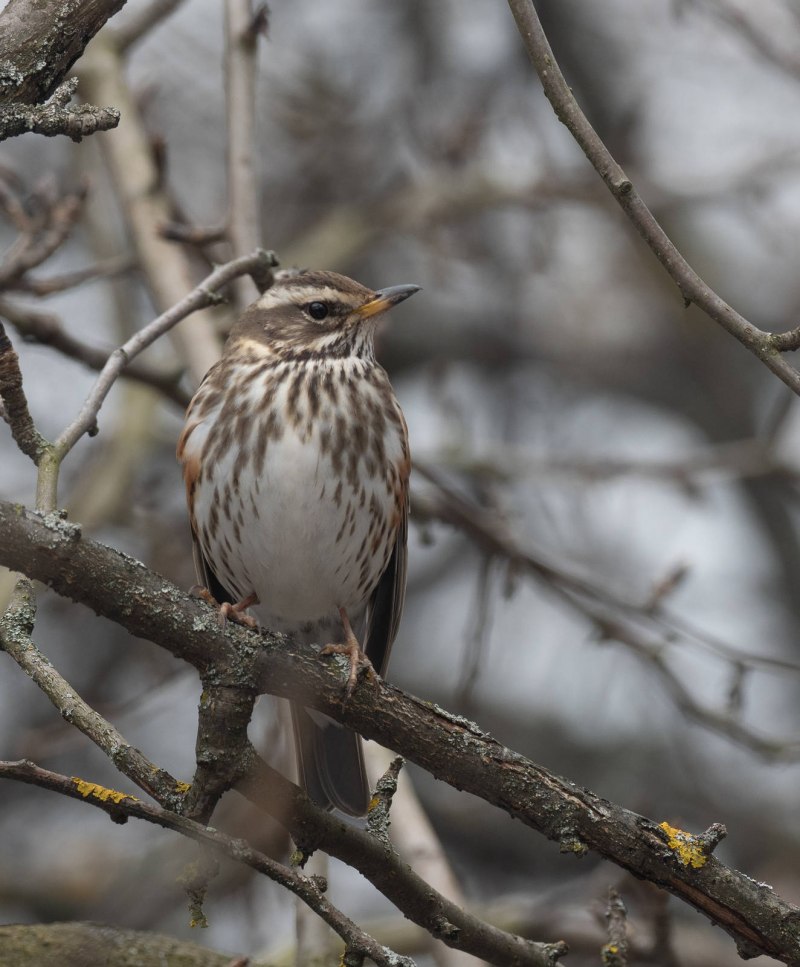 Turdus iliacus