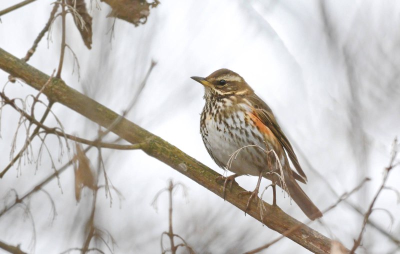 Turdus iliacus