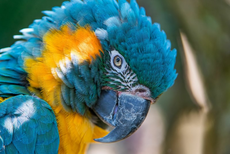 Blue Macaw Parrot
