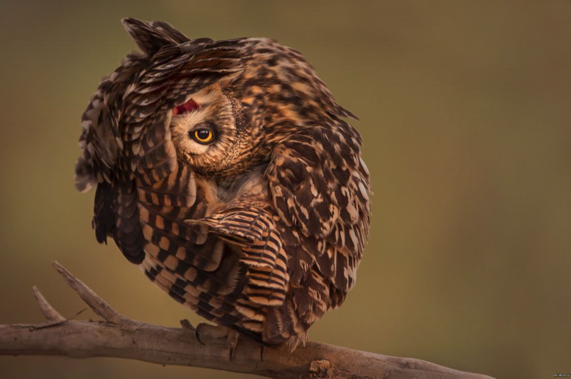 Nocturnal Owl