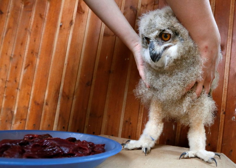 Owl Legs
