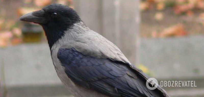 Corvus cornix
