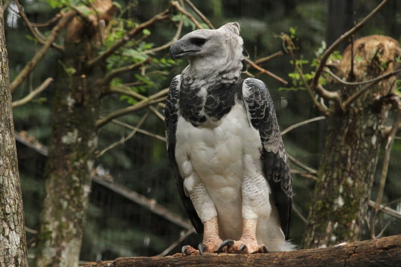 Giant Harpy Eagle