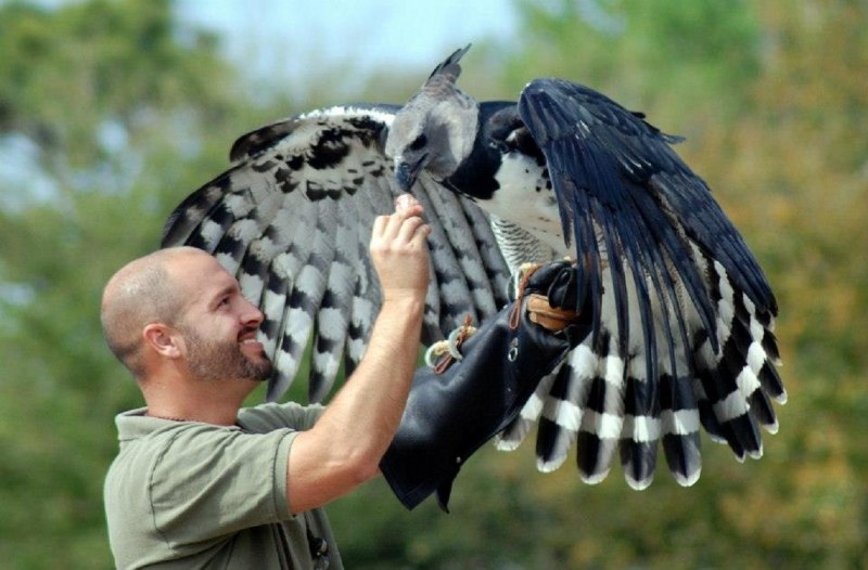 Harpy Eagle