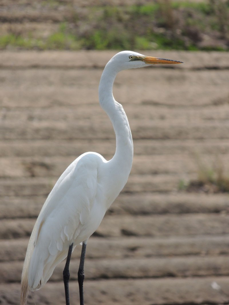 Grus leucogeranus Стерх