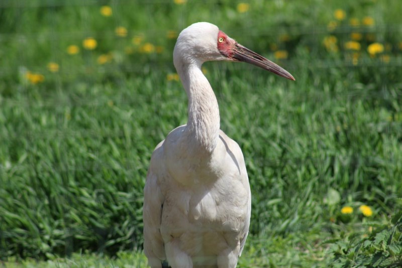 Grus leucogeranus