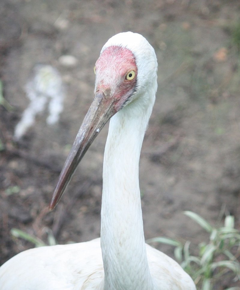 Grus leucogeranus Стерх