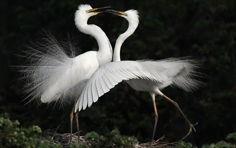 Ciconia Ciconia