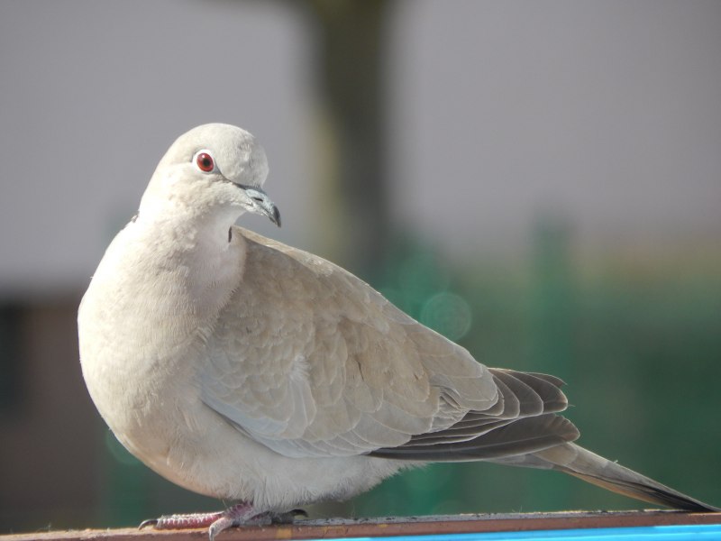 Dove голубь
