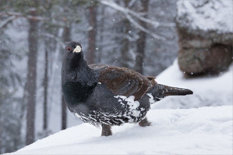 Глухарь (Tetrao urogallus)