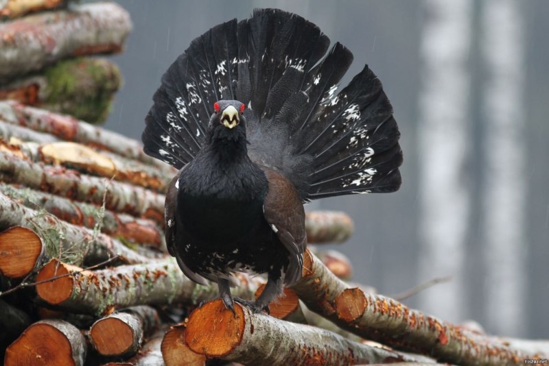 Глухарь (Tetrao urogallus)