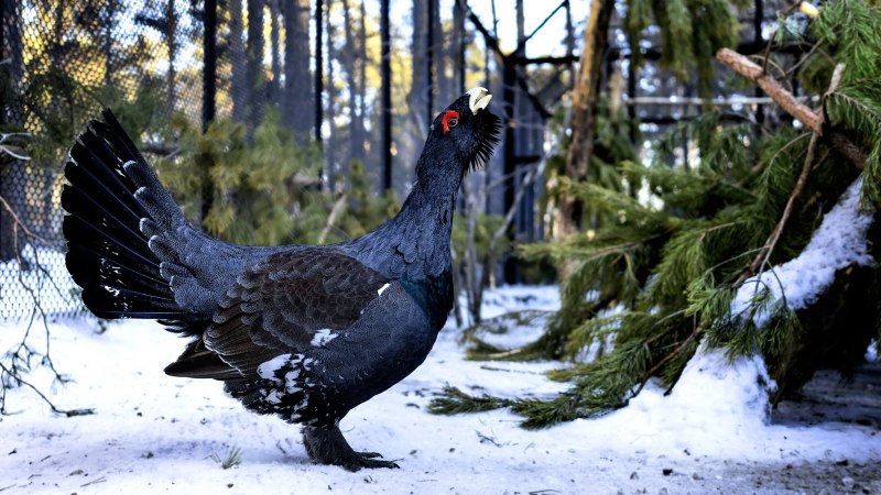 Глухарь (Tetrao urogallus)