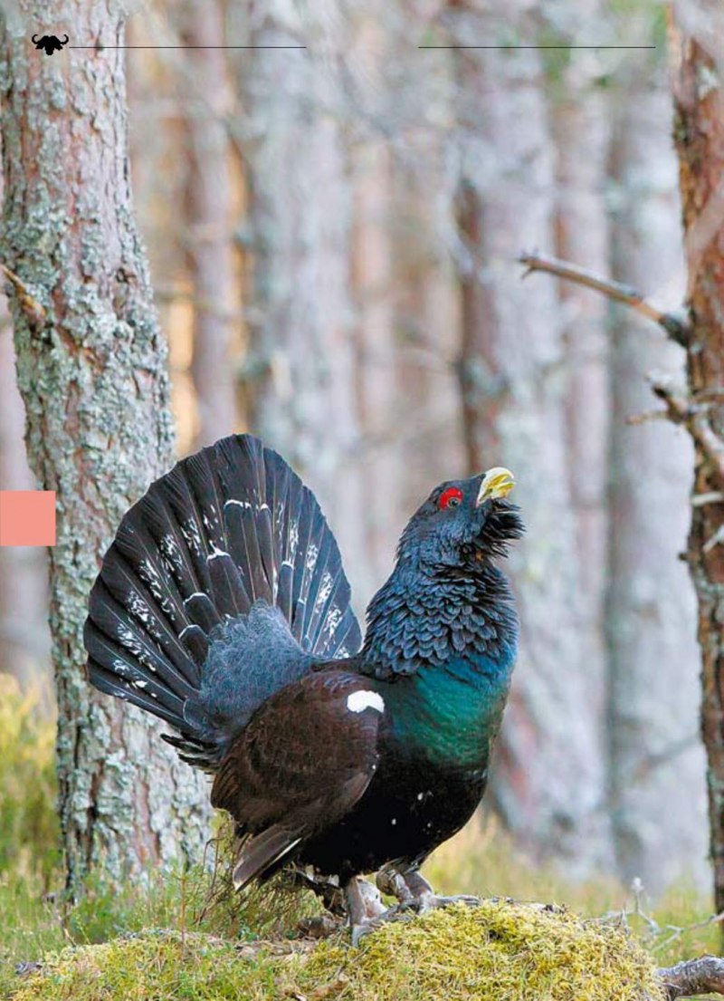 Глухарь (Tetrao urogallus)