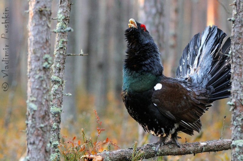 Глухарь (Tetrao urogallus)