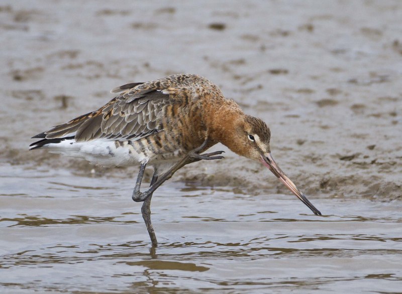 Limosa Limosa