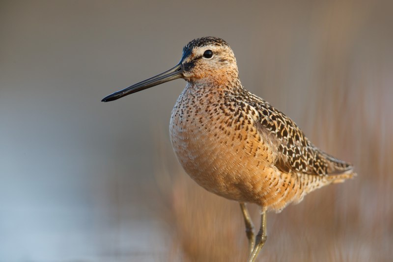 Limosa Limosa