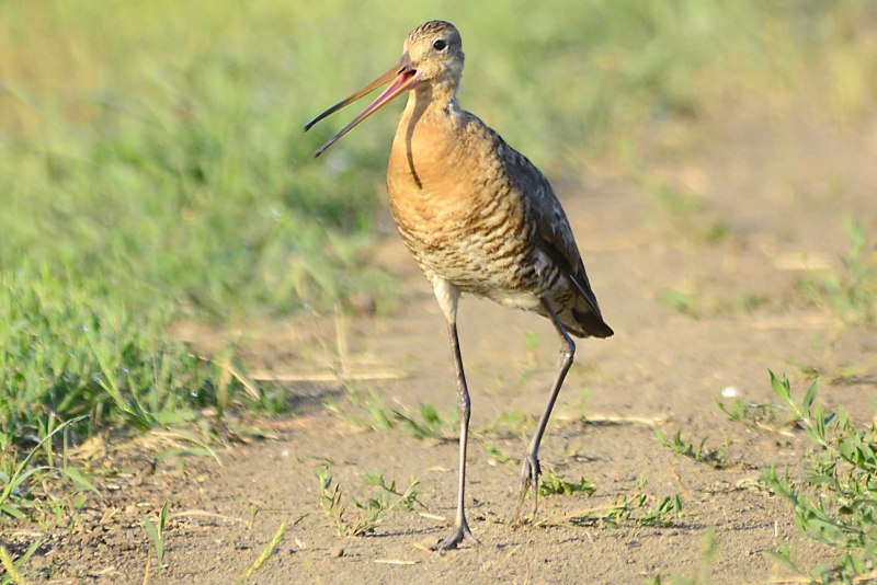 Веретенник большой – Limosa Limosa