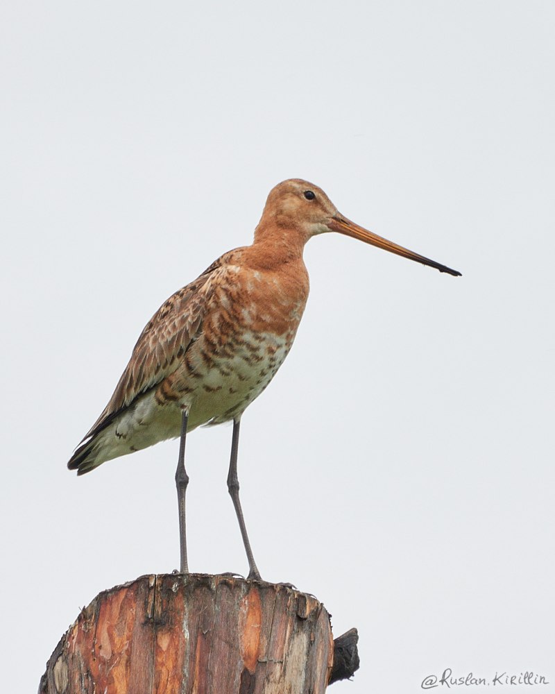 Limosa logo