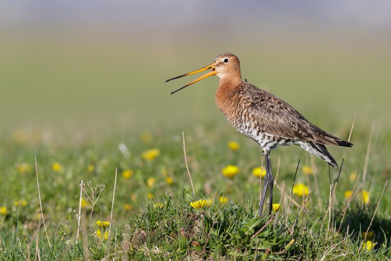 Limosa Limosa