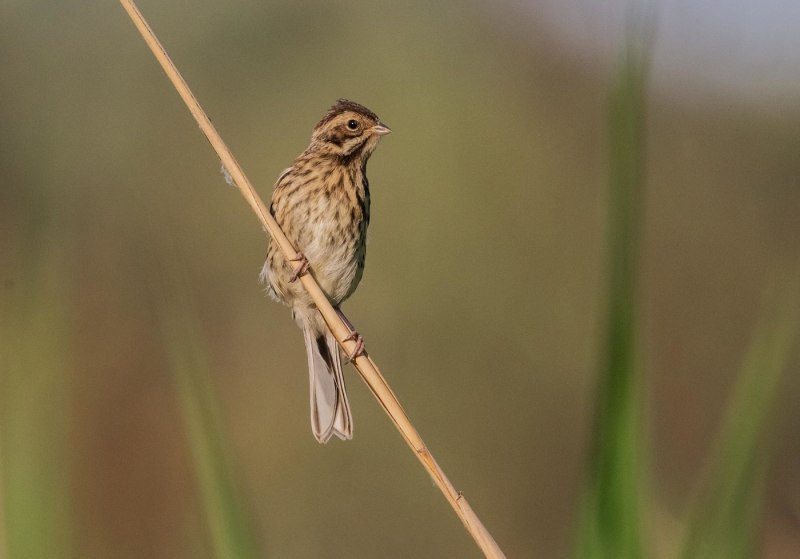 Обычную овсянку (Emberiza citrinella).