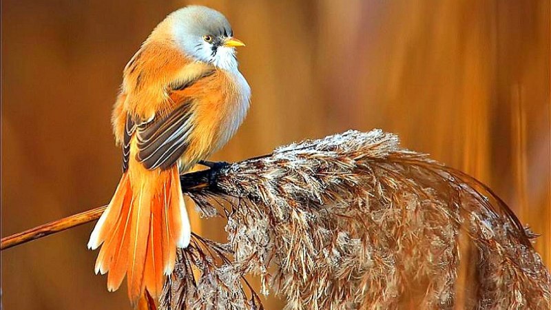 Stunning Golden Pheasant facts