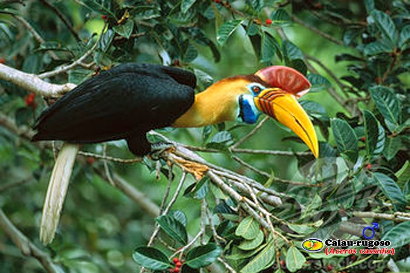 A rare Sight: a Hornbill in a Tree (© tim laman)