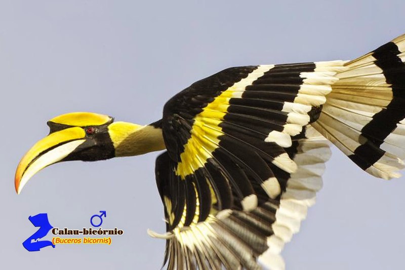 Red-knobbed Hornbill