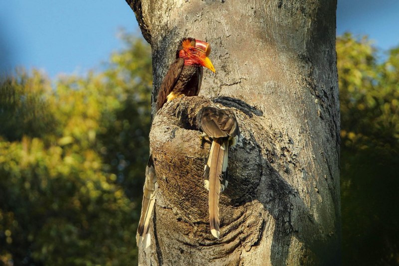 Helmeted Hornbill