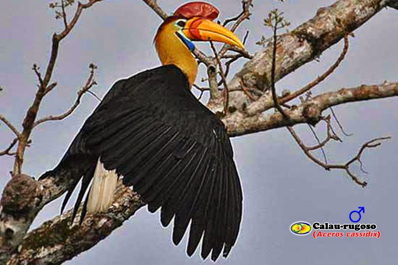 Buceros bicornis