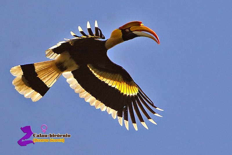 Buceros bicornis