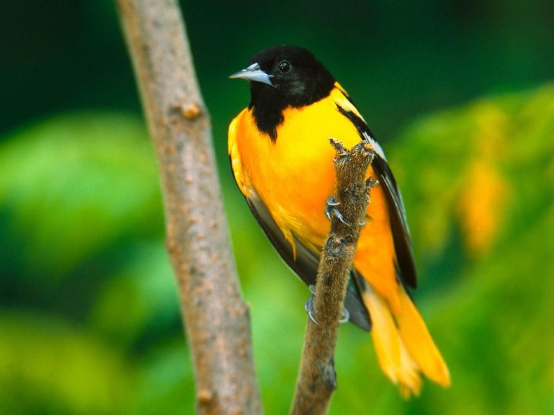 Bucorvus leadbeateri