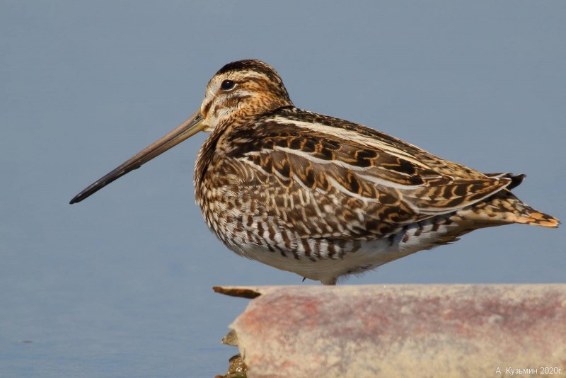 The common Snipe (Gallinago Gallinago)
