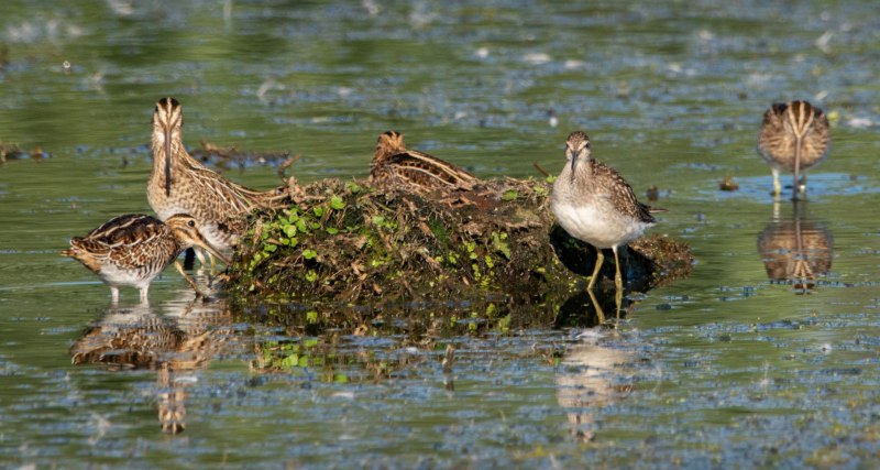Pin-tailed Snipe, Gallinago stenura